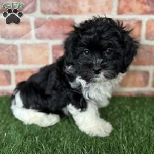 Oreo, Shih-Poo Puppy